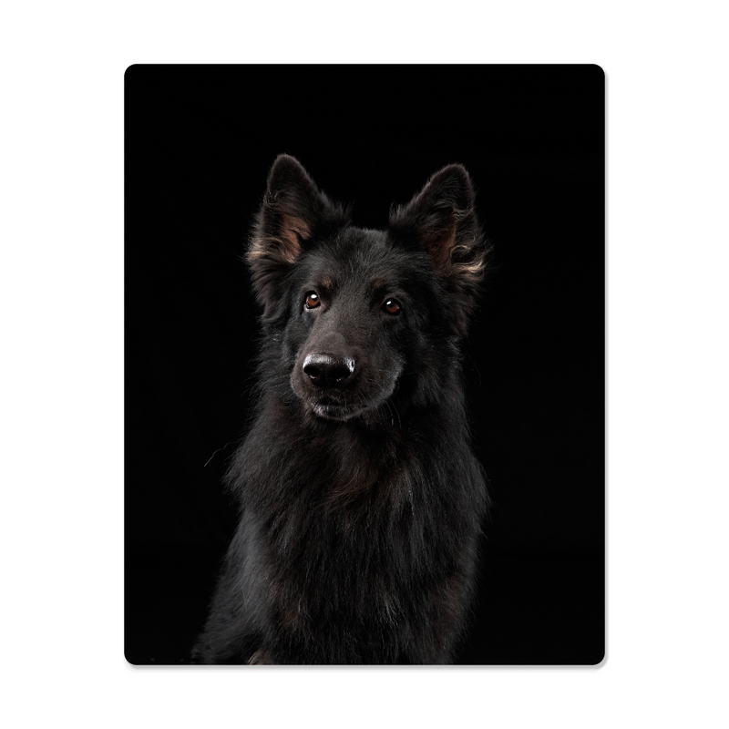 Stunning Metal Portrait of Black German Shepherd